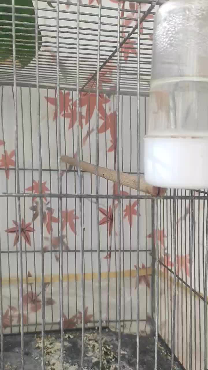 نر سرخ رنگ طبیعی جوجه امسال قیمت ۱۵۰۰ مقطوع|پرنده|تربتحیدریه, بالا ولایت|دیوار