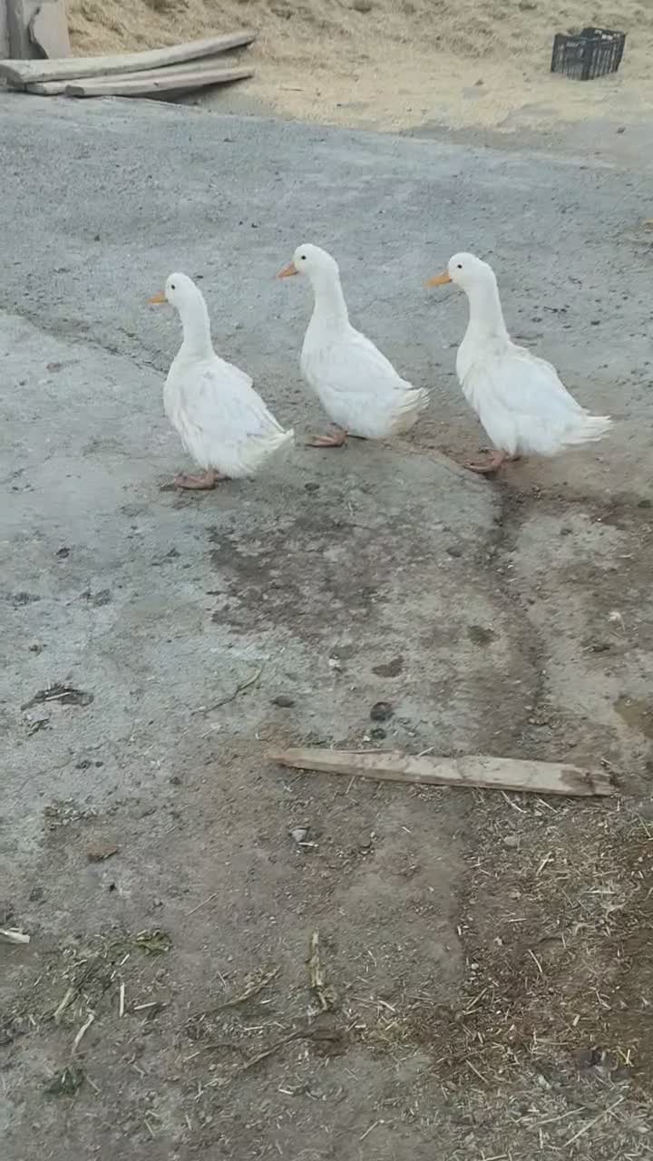 سه عدد مرغ آبی چاق|حیوانات مزرعه|آباده, |دیوار