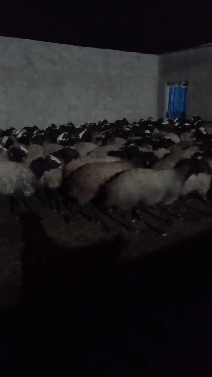 میش های بسیار درشت و وزن بالا و دوقلوزاء شال|حیوانات مزرعه|شال, |دیوار