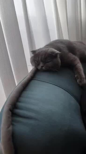 گربه اسکاتیش دبل فولد نر|گربه|تهران, افسریه شمالی|دیوار