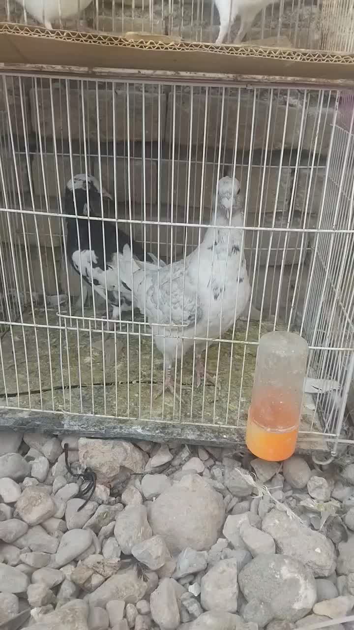 یک عدد سوسکی و مینا سیاه|پرنده|تربت‌حیدریه, شهید بهشتی|دیوار