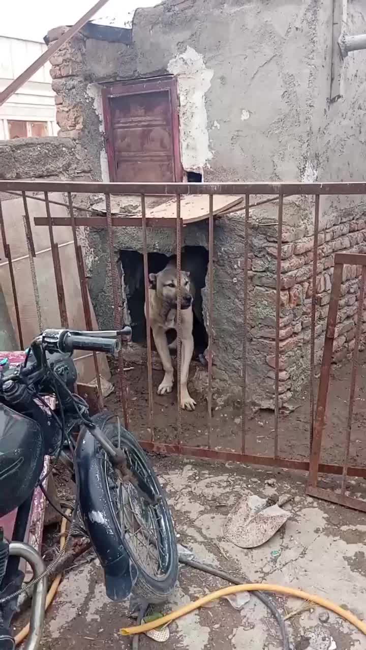 سگ سرابی فروشی|سگ|ابرکوه, |دیوار