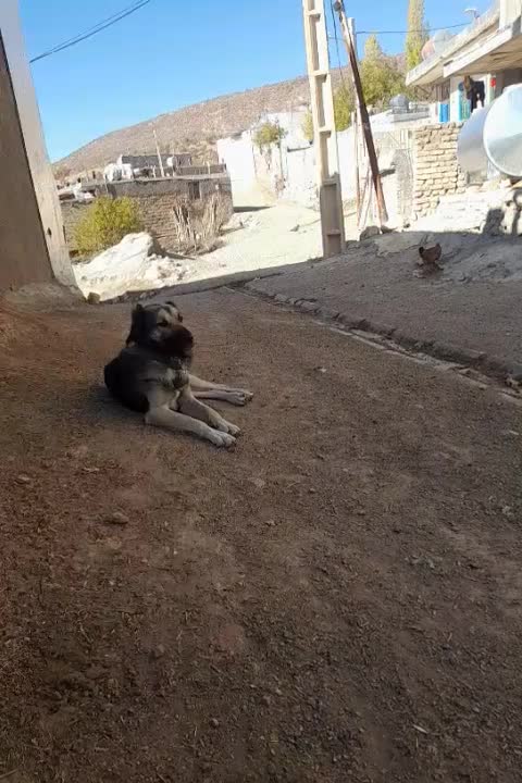 سگ دورگه سرابی باهوش گله ی قیمت ۸ تومن|سگ|نورآباد, |دیوار