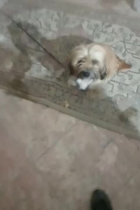 سگباهوش|سگ|کرج, کمالشهر|دیوار