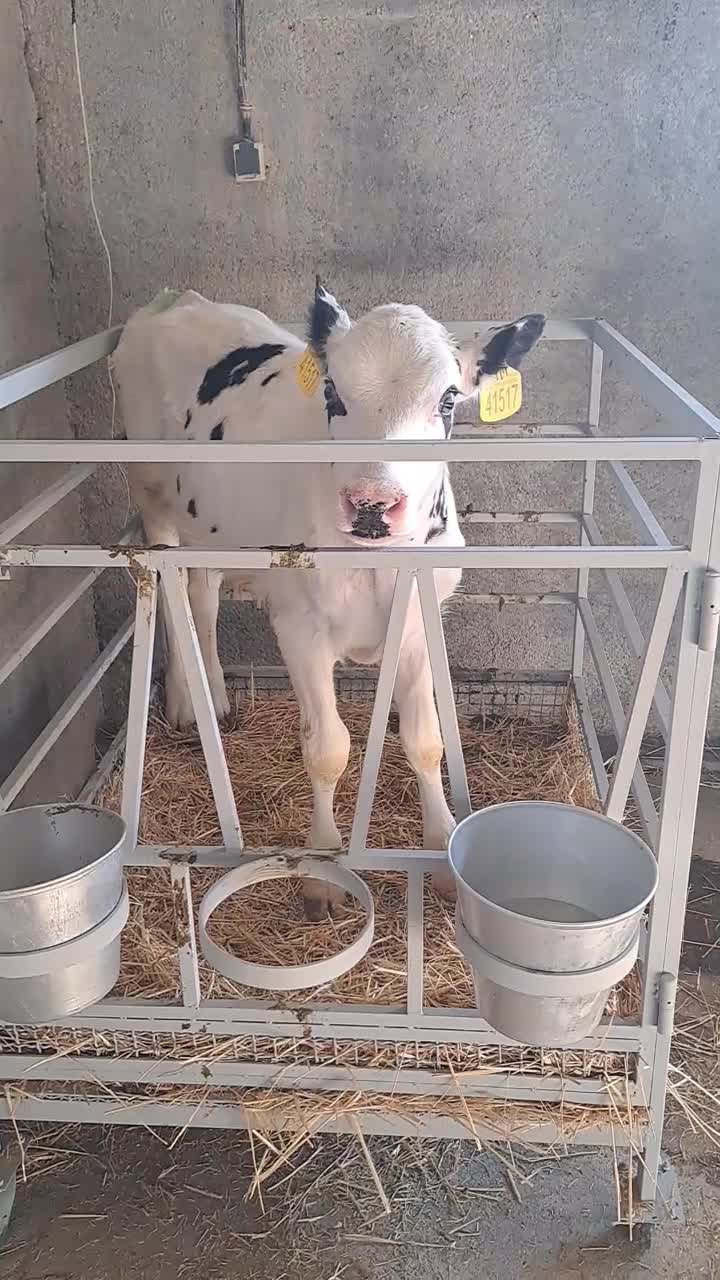 فروش مستقیم گوساله قطع شیر و شیرخوار هولشتاین|حیوانات مزرعه|خرمدره, |دیوار
