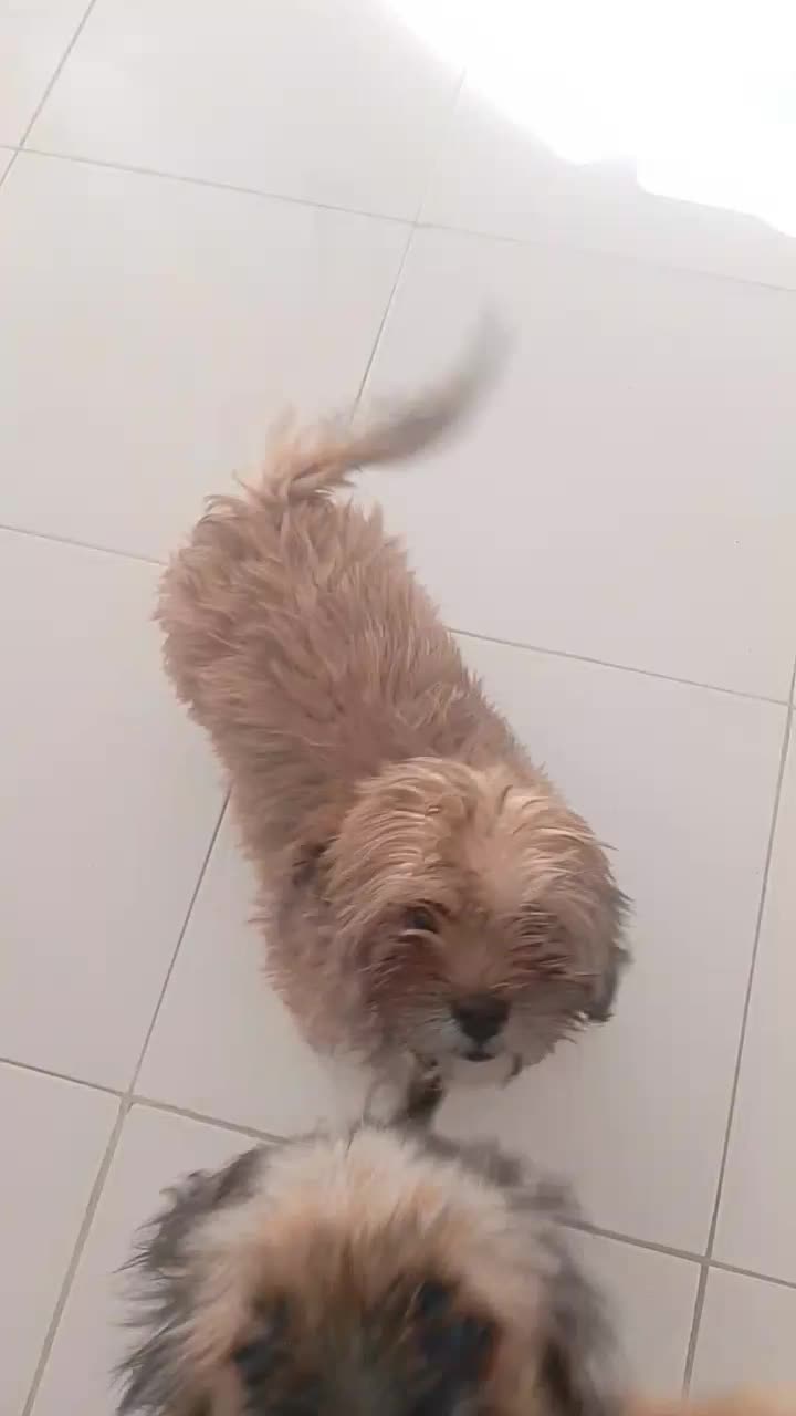 سگ سه ماه نژاد شیتزو فلت و مالتیز|سگ|تبریز, |دیوار