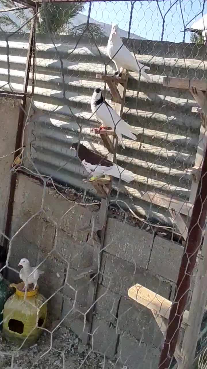 فروش 15تا نر دست اولی (کازرون)|پرنده|ارژن, |دیوار