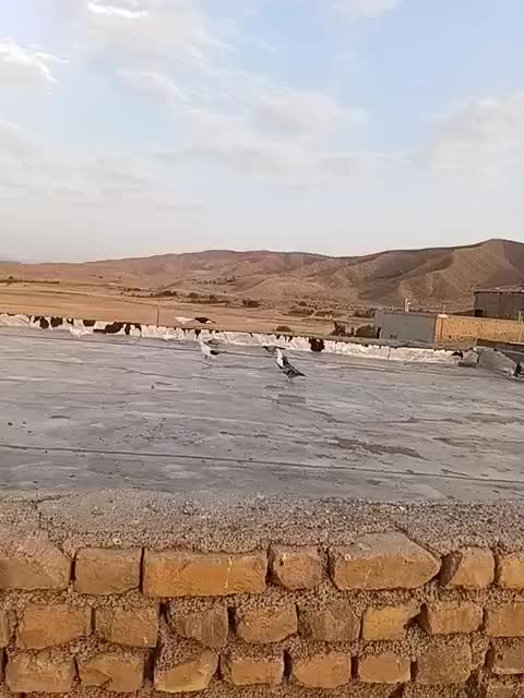کفتر|پرنده|صفی آباد, |دیوار
