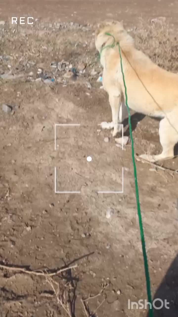 سگ گلگی|سگ|نیشابور, فیض آباد|دیوار