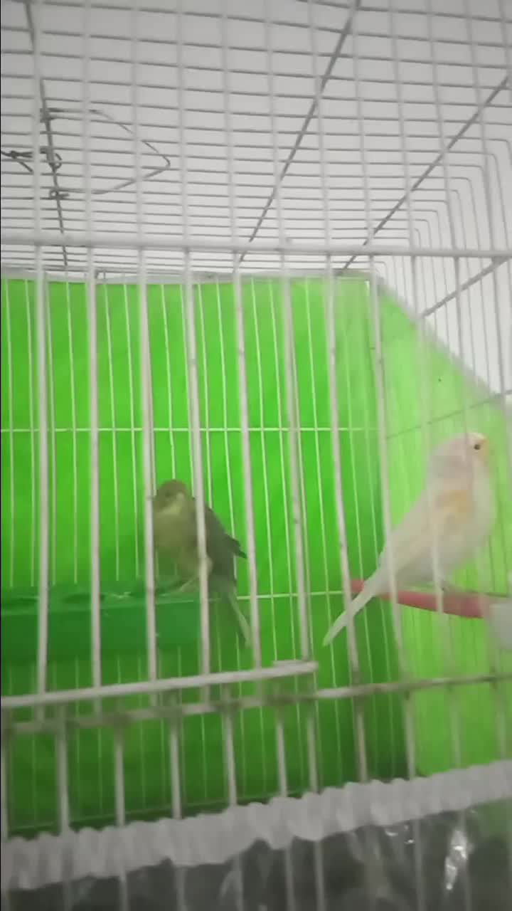 قناری نر ماده بخون|پرنده|تربتحیدریه, کوه سنگی|دیوار