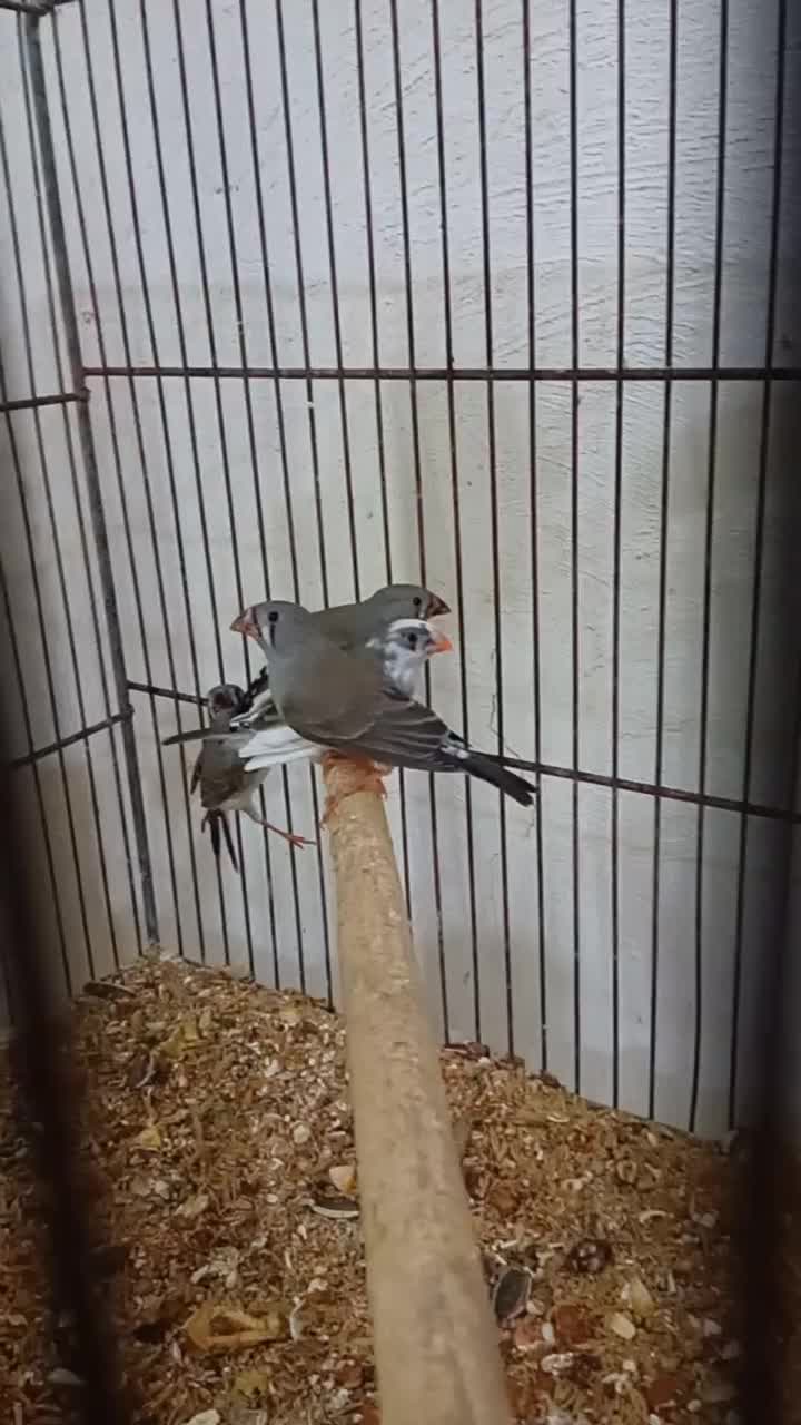 فنج|پرنده|حمیدیا, |دیوار