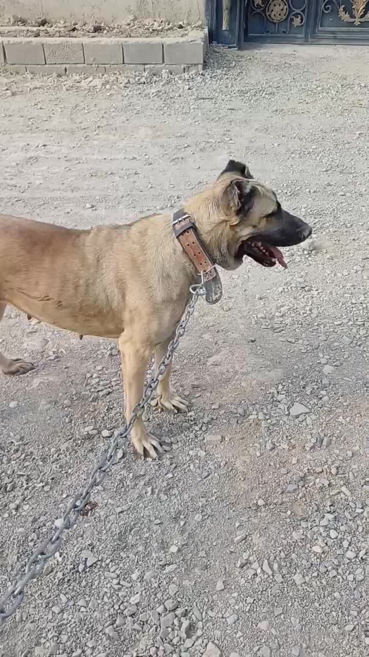 سگ سراب کانگال خالص|سگ|شاهدشهر, |دیوار