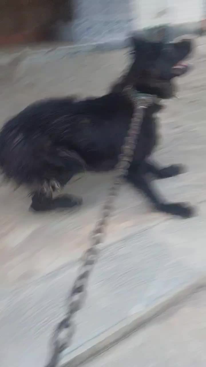 سگ ماده بلک|سگ|کاشان, شهرک فرهنگیان|دیوار