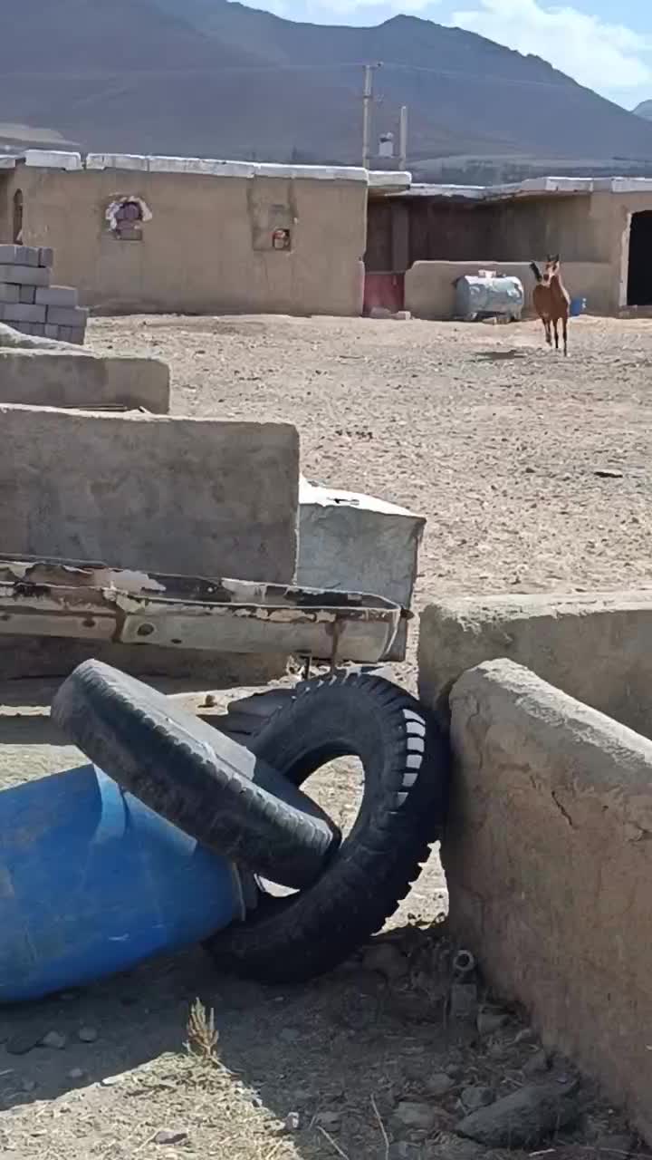 اسب|اسب و تجهیزات اسبسواری|سنندج, |دیوار