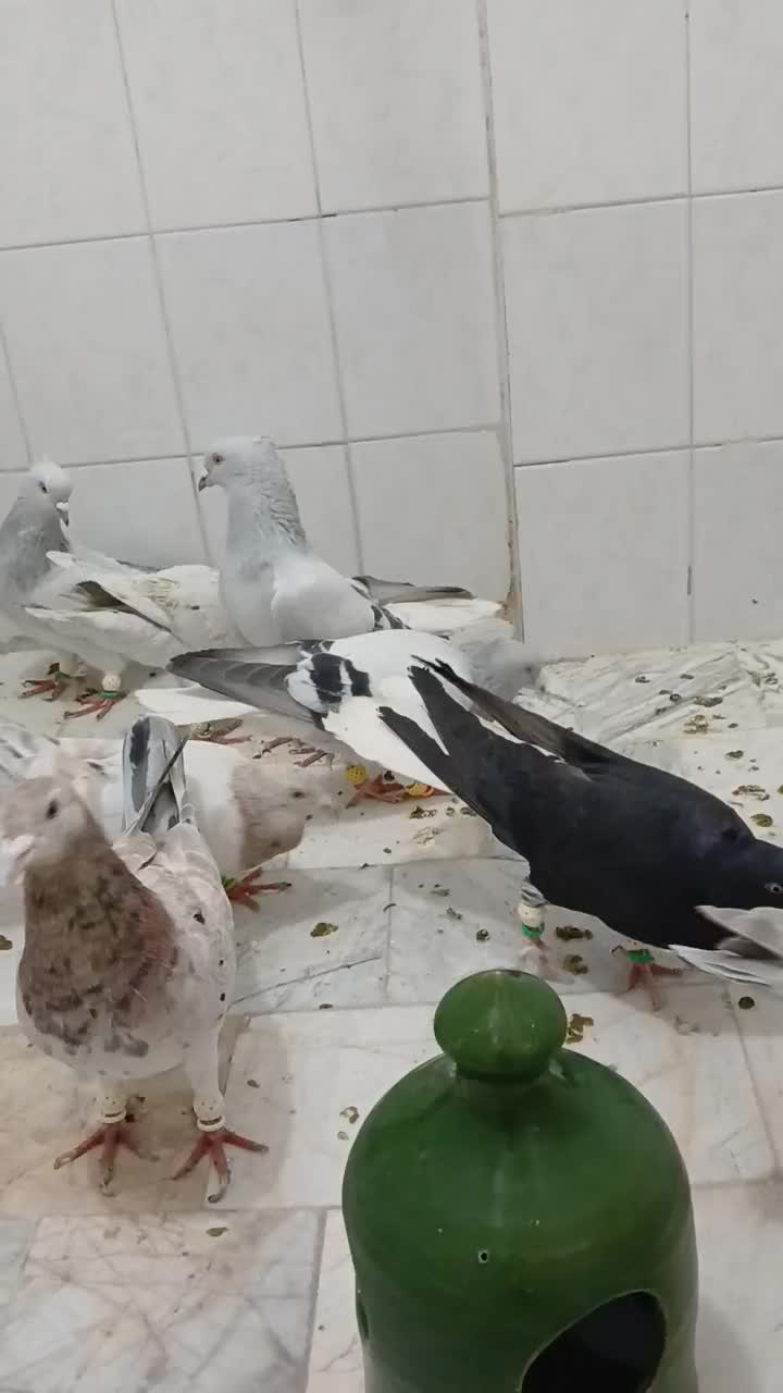 کبوتر|پرنده|محمدیه-قزوین, |دیوار