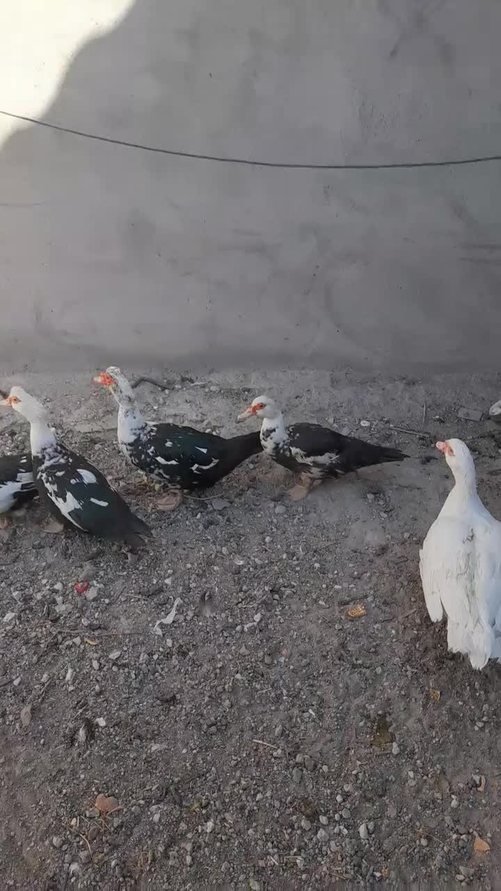 اردک اسراعیلی نروماده|حیوانات مزرعه|آذرشهر, |دیوار