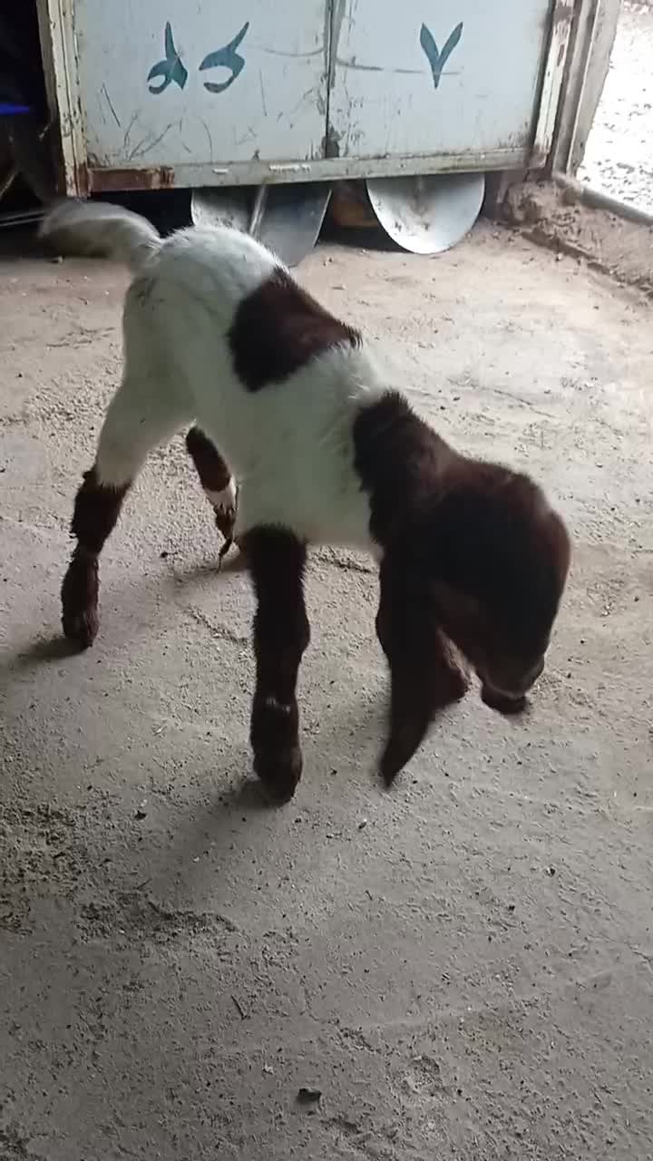 بزغاله 3 روزه|حیوانات مزرعه|تربت‌حیدریه, باغ سلطانی|دیوار