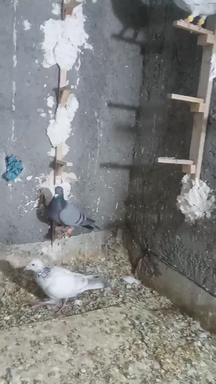 کبوتر پرشی صید|پرنده|اسفراین, |دیوار