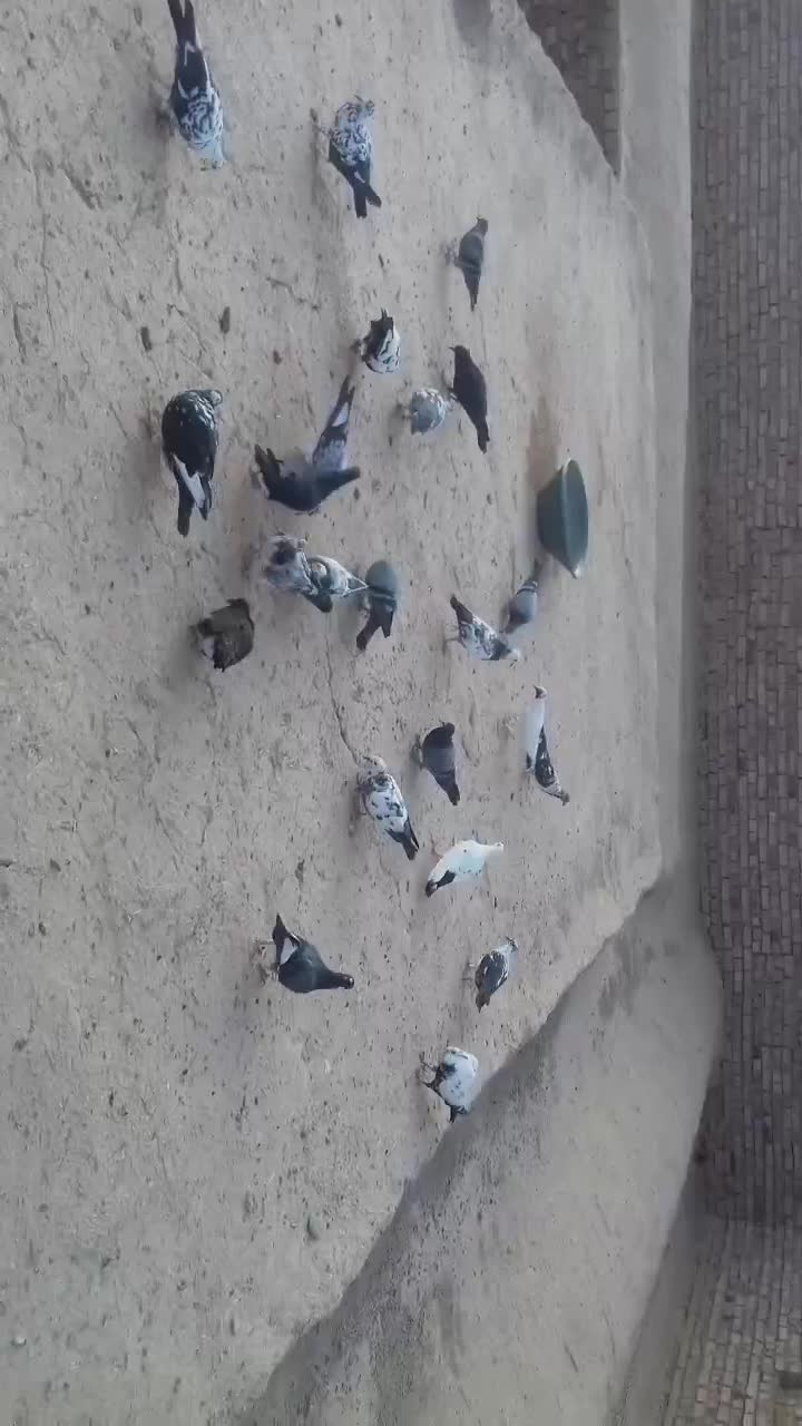 کفتر|پرنده|بیرجند, |دیوار