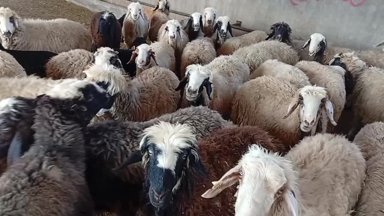 میش داشتی وکشتی|حیوانات مزرعه|دوگنبدان, |دیوار