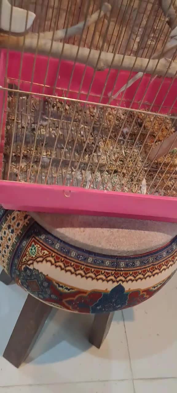 عروس هلندی لوتینو سخنگو نر|پرنده|نجفآباد, شریعتی غربی|دیوار