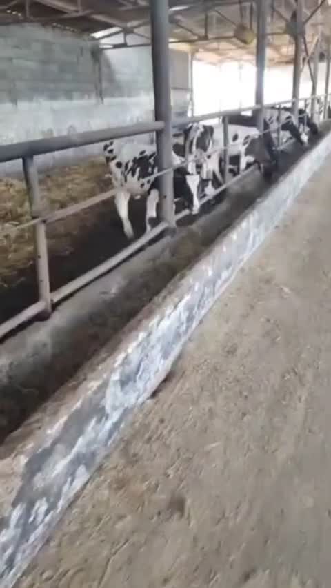 گوساله ریز|حیوانات مزرعه|ساروق, |دیوار