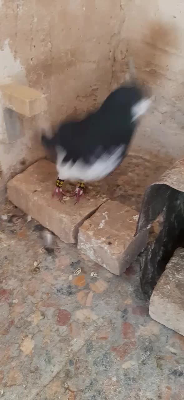 نرو ماده شهری گل دار|پرنده|شیبکوه (فارس), |دیوار