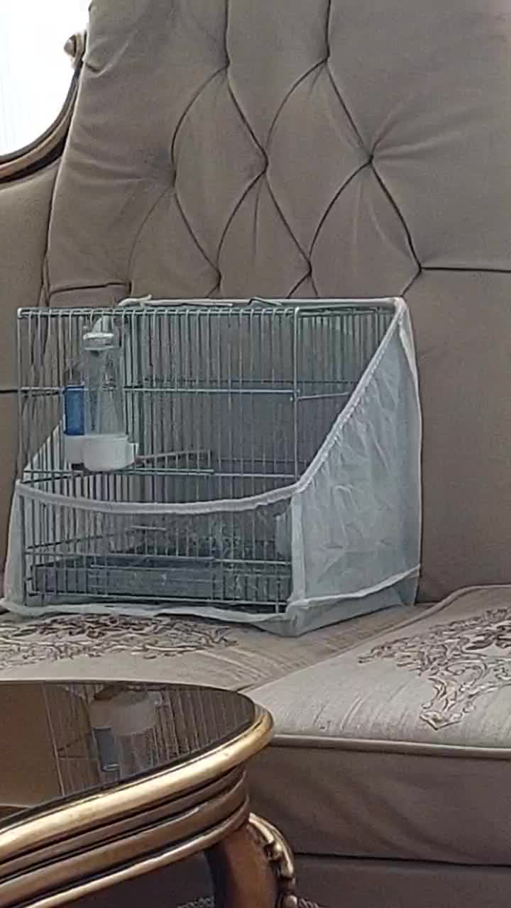 سهره نر|پرنده|تبریز, |دیوار