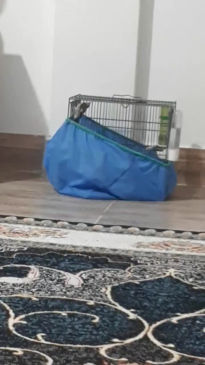 جوجه سیره|پرنده|پاکدشت, حصار امیر|دیوار