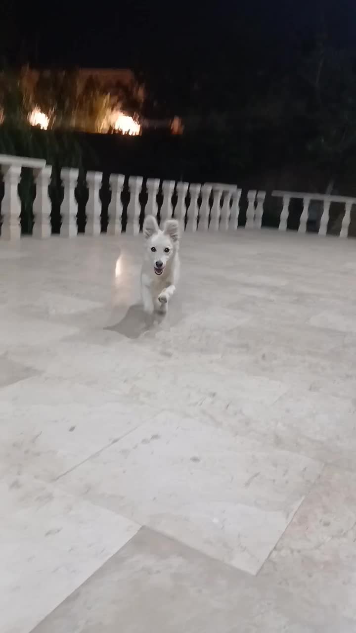 یک عدد سگ گمشده|سگ|محمدشهر, زیبادشت|دیوار