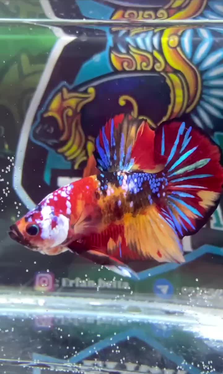 ماهی فایتر استثنایی|ماهی|تهران, آذری|دیوار