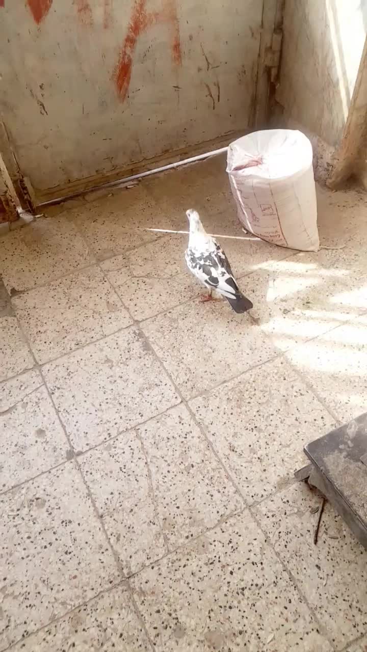 نر فروشی فریمان قابل ارسال|پرنده|فریمان, |دیوار