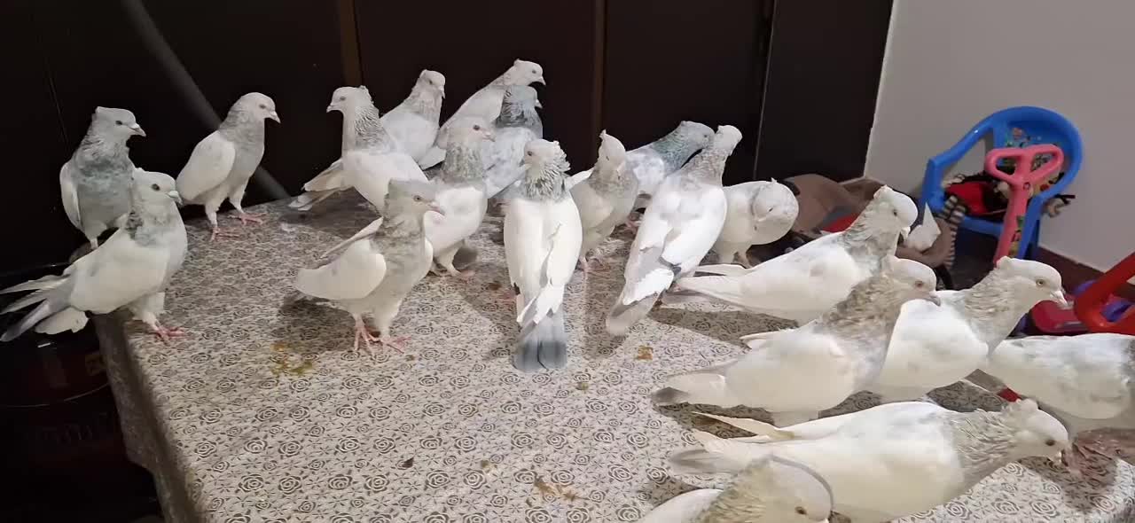 فروش سینه سبز آبی سوسنی مولد خوب درجه یک|پرنده|فیروزآباد (فارس), |دیوار