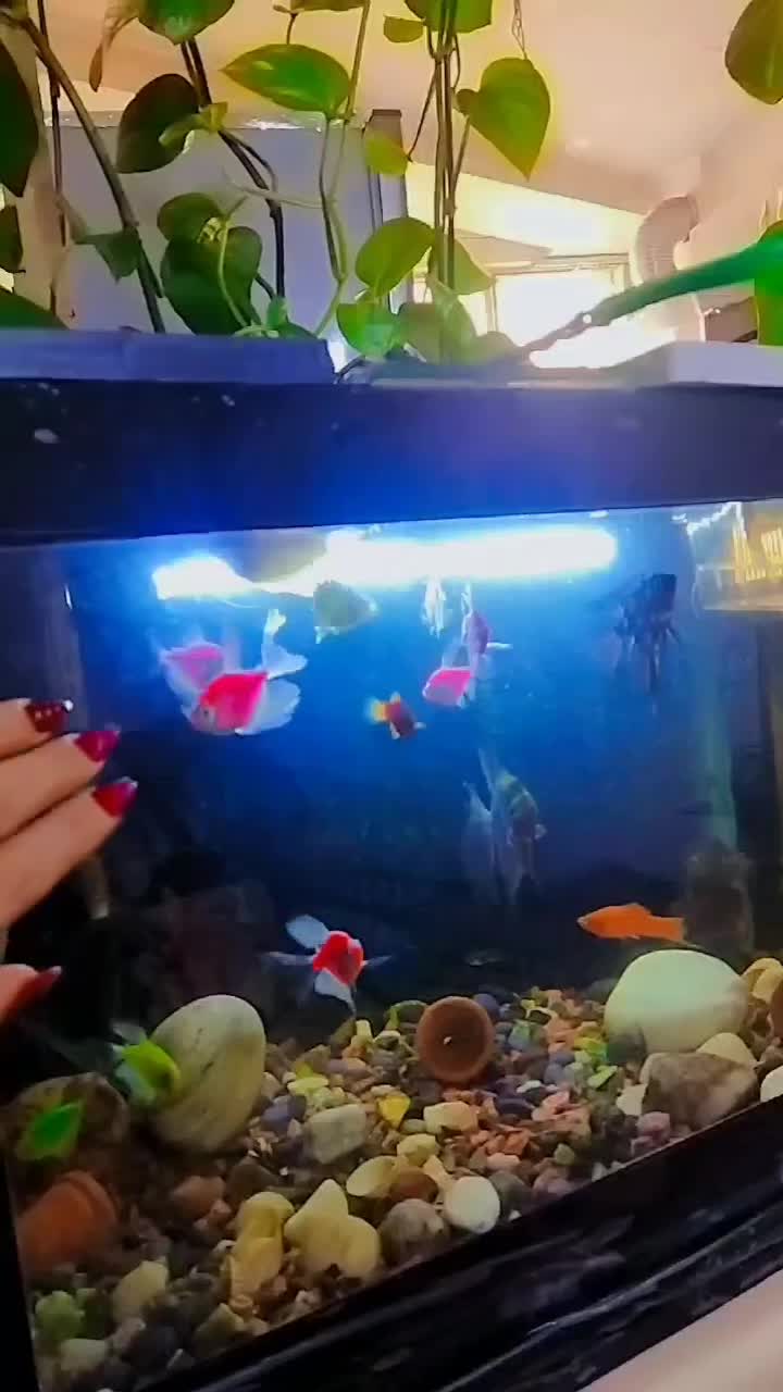 ماهی ها و|ماهی|تبریز, |دیوار