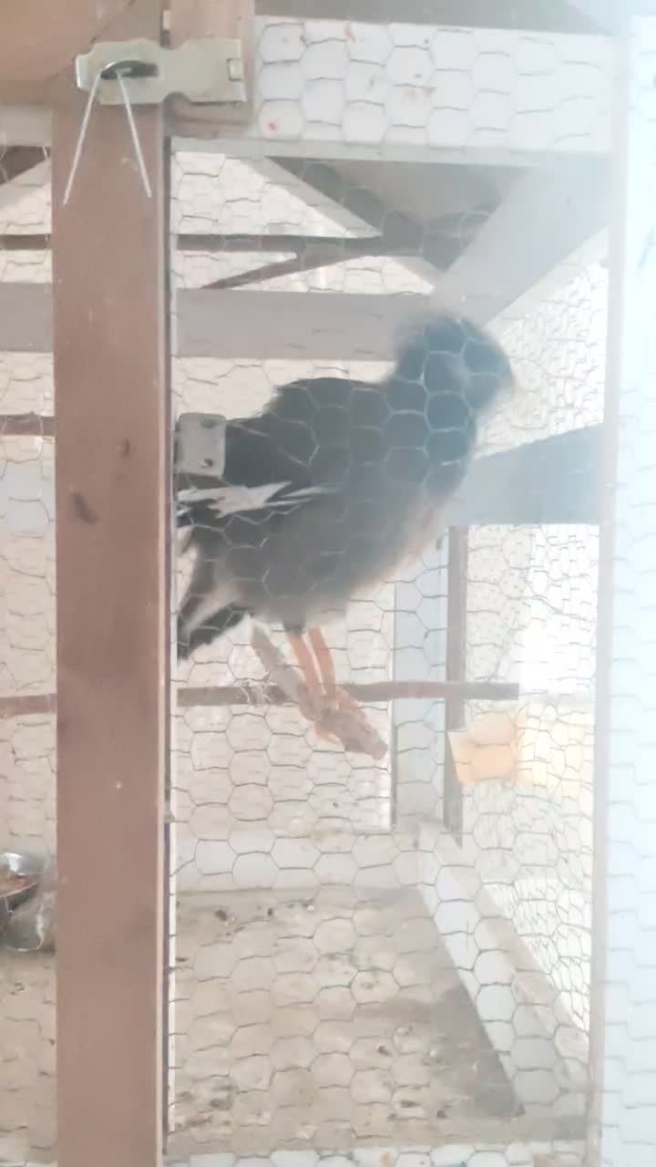 مرغ مینا سخنگو اصلی|پرنده|بیرجند, |دیوار