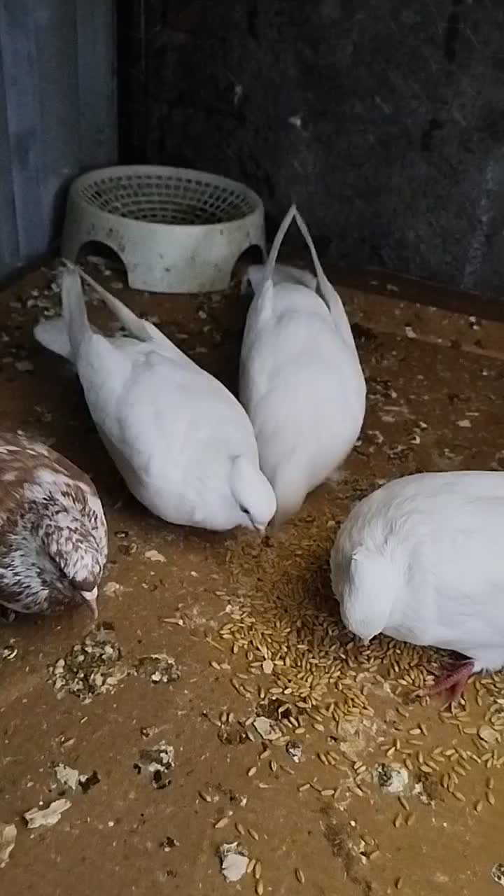 کبوتر 4|پرنده|نوشین شهر, |دیوار