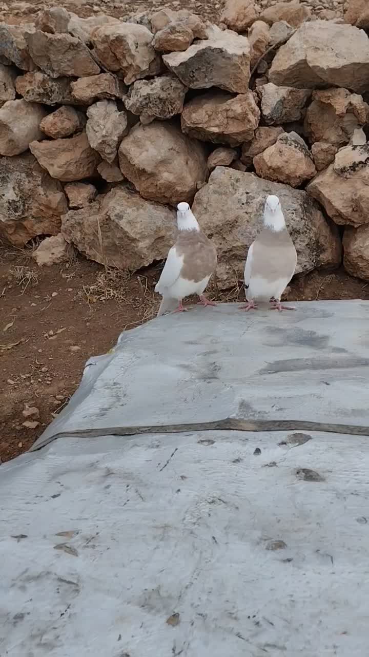 طوق|پرنده|کارزان, |دیوار