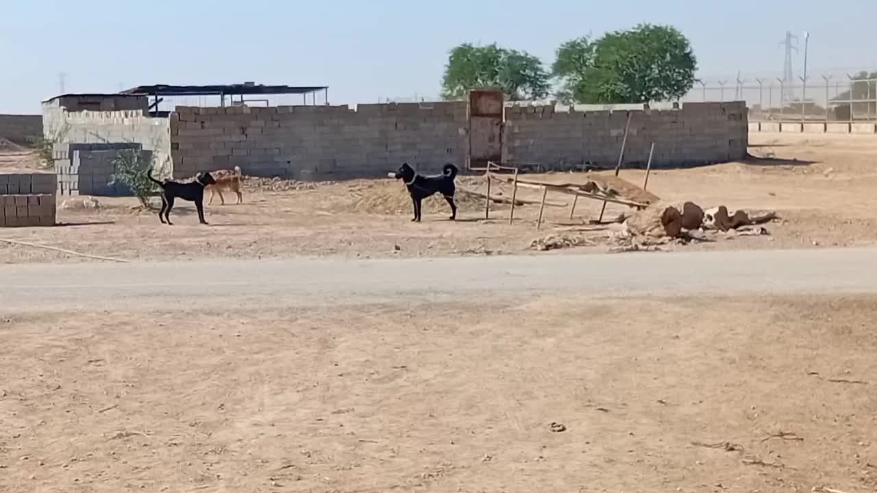 سگ گله ای نر قدرجونی|سگ|امیدیه, |دیوار