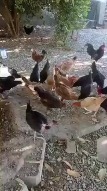 محلی اصل|حیوانات مزرعه|رودخانه, |دیوار