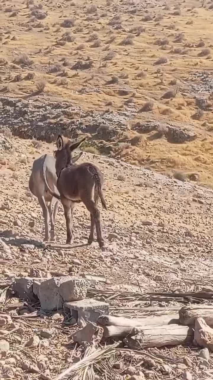 الاغ|حیوانات مزرعه|جره و بالاده, |دیوار