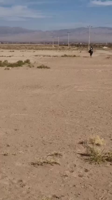 فروش کره مادیون کرد نژاد دار|اسب و تجهیزات اسبسواری|آیسک, |دیوار