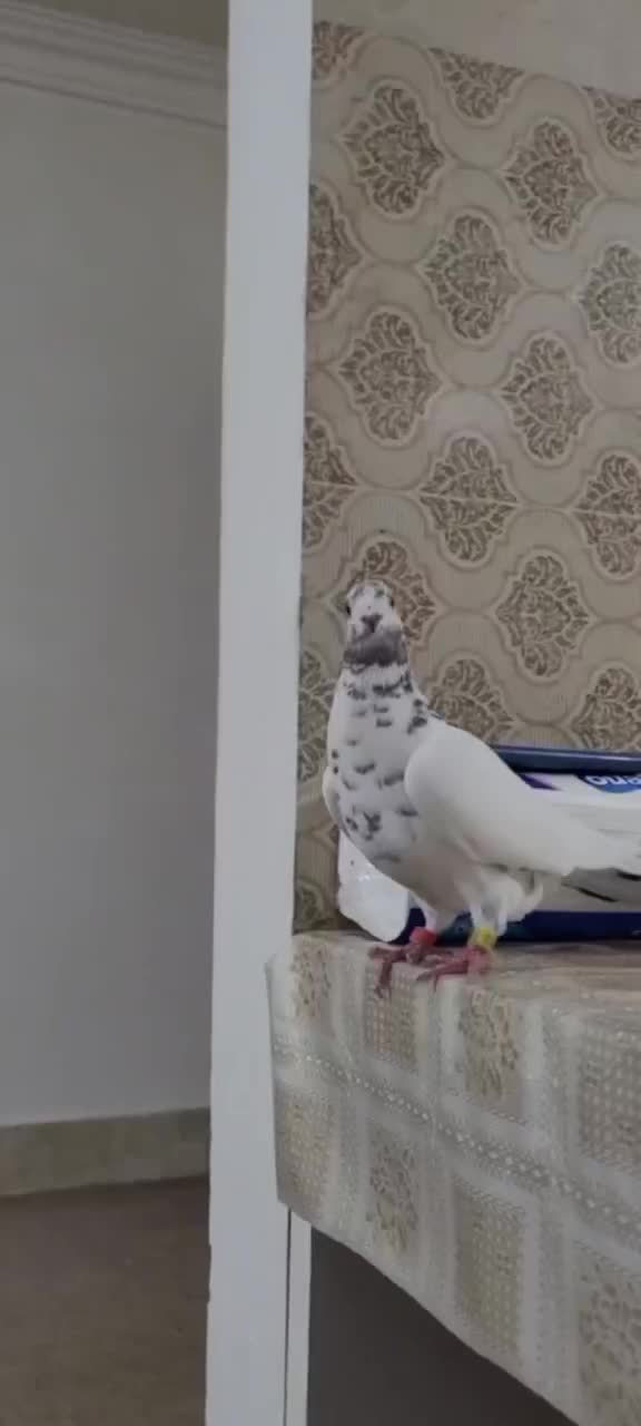 کفتر سار سوسکی پلاکی|پرنده|بجنورد, |دیوار