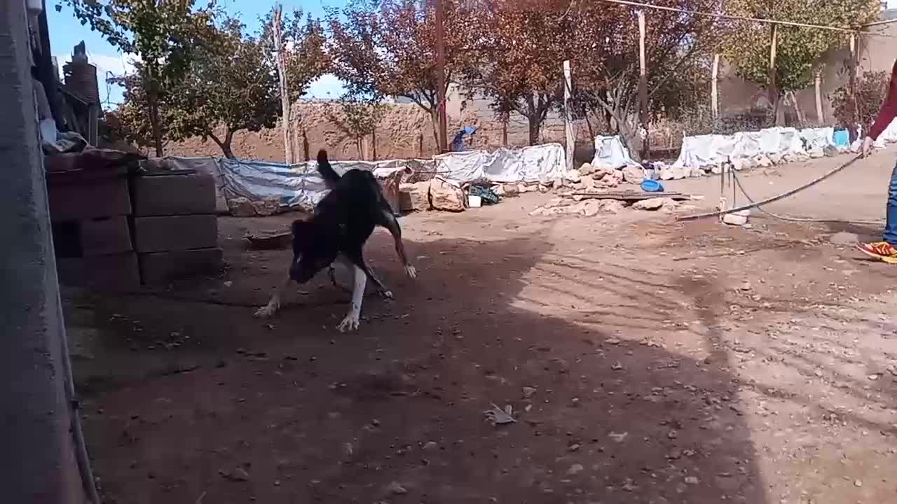 سگ نگهبان|سگ|شیرین‌سو, |دیوار