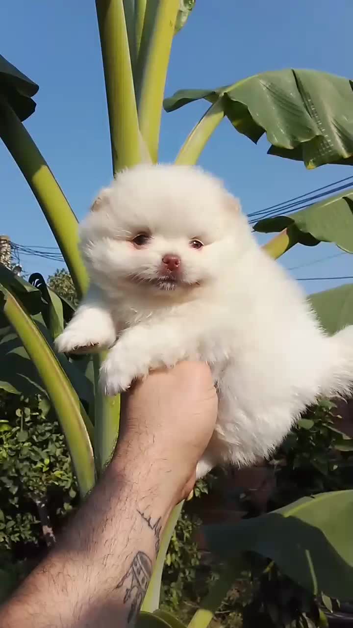 پامرانین خرسی بوفیس|سگ|گلوگاه, |دیوار