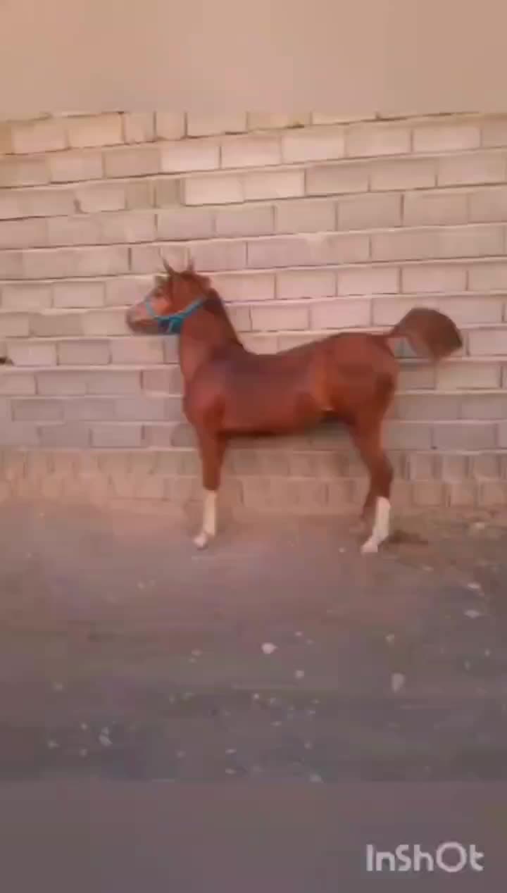 اسب کرد|اسب و تجهیزات اسب‌سواری|سریش آباد, |دیوار