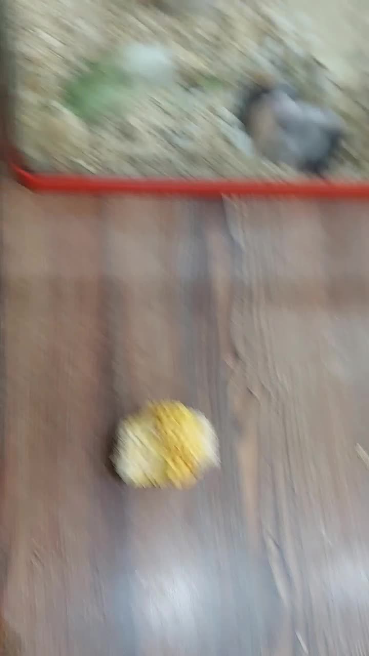 همستر|موش و خرگوش|مشهد, بهاران|دیوار