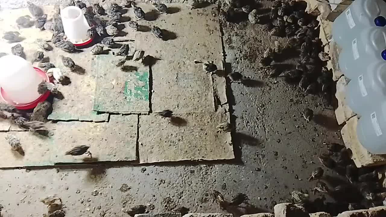 ۱۷۰ عدد جوجه بلدرچین ۱۶ روزه معاوضه هم در خدمتم|حیوانات مزرعه|کوهدشت, |دیوار