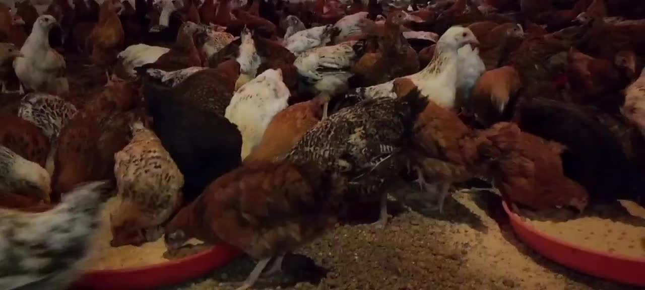 فروش نیمچه گلپایگان( تخمگذار)|حیوانات مزرعه|رشت, بازار|دیوار