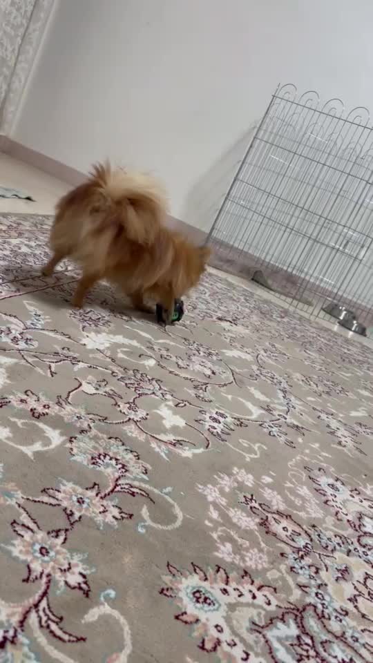 پامر روباهی اصیل|سگ|تهران, جیحون|دیوار