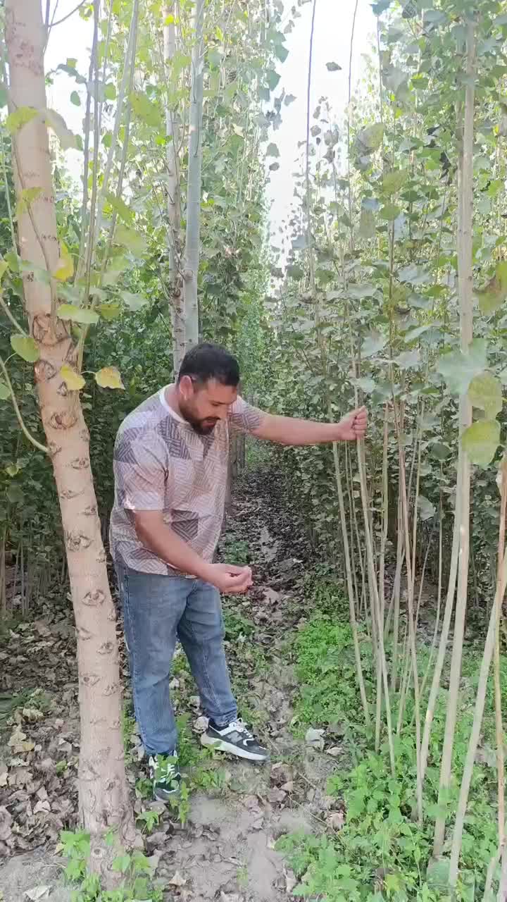 فروش نهال صنوبر ترکیه درخت پر درآمد آغاز شد|خدمات باغبانی و درختکاری|یزد, |دیوار